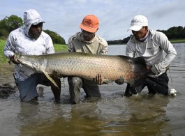 Pirarucú Season 2024 | Fishing report week 04