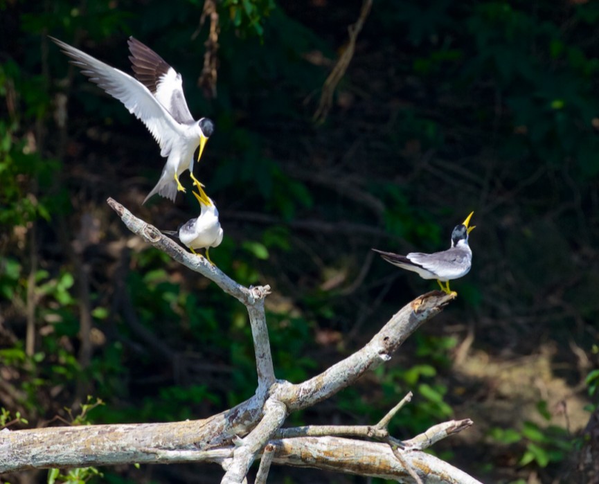 The Mamirauá Reserve strikes the senses with its active wildlife, ranking among the top five bird watching destinations in the Amazon, and its many activities satisfies the palette of the entire family.