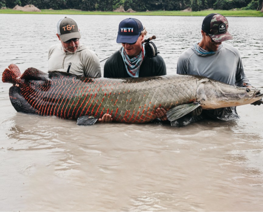 Arapaima is a prehistoric, mythical beast, and also happens to be the Amazon jungle’s biggest predator.